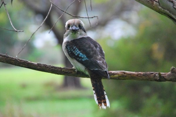 Zdjęcie z Australii - Kookaburra