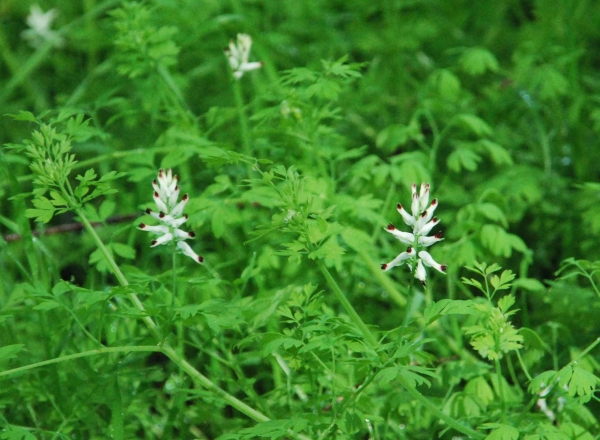 Zdjęcie z Australii - Australijska flora