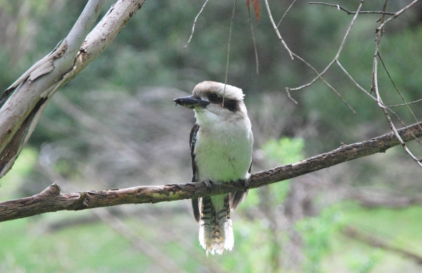 Zdjęcie z Australii - kookaburra