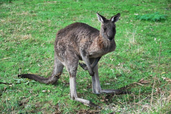 Zdjęcie z Australii - Wielki i sympatyczny :)