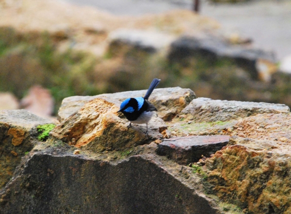 Zdjęcie z Australii - Samczyk blue wren