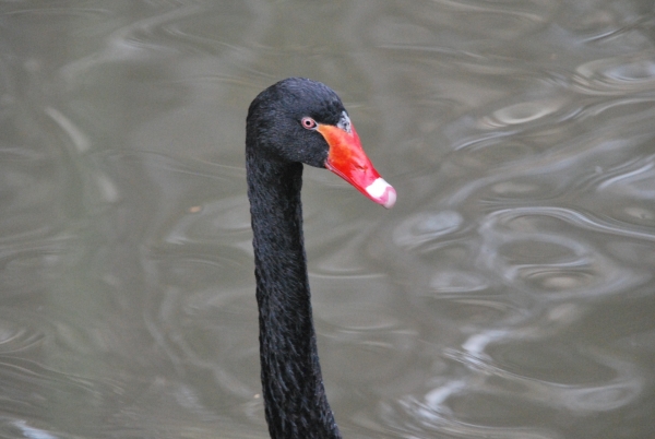 Zdjęcie z Australii - Black swan z polskim