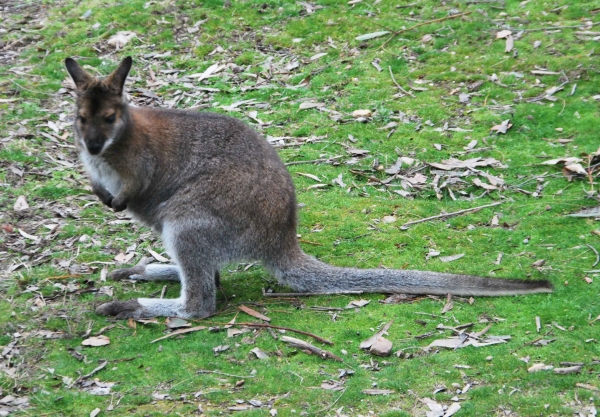 Zdjęcie z Australii - Wallaby, czyli po polsku