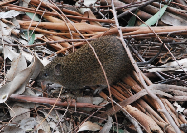 Zdjęcie z Australii - Maly torbacz bandicoot