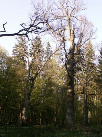 Zdjęcie z Polski - Puszcza Białowieska