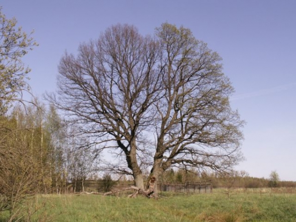 Zdjęcie z Polski - Dąb białowieski