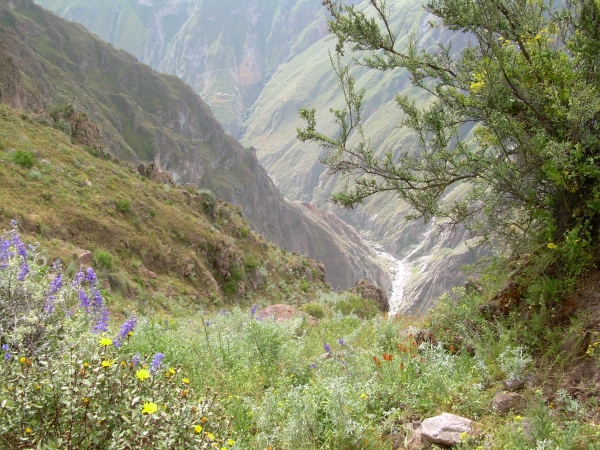 Zdjęcie z Peru - Kanion Colca