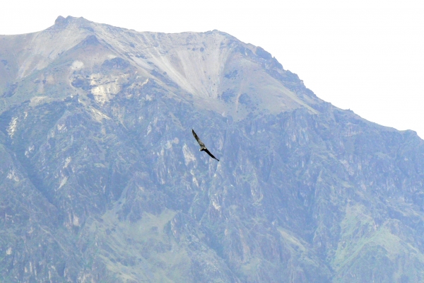 Zdjęcie z Peru - kondor nad Kanionem Colca