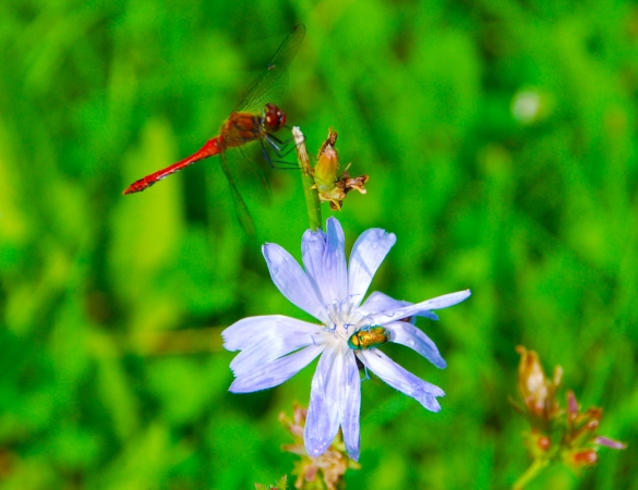 Zdjęcie z Polski - Fauna i flora