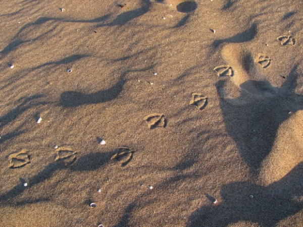 Zdjęcie z Niemiec - Stempelki plażowiczów.