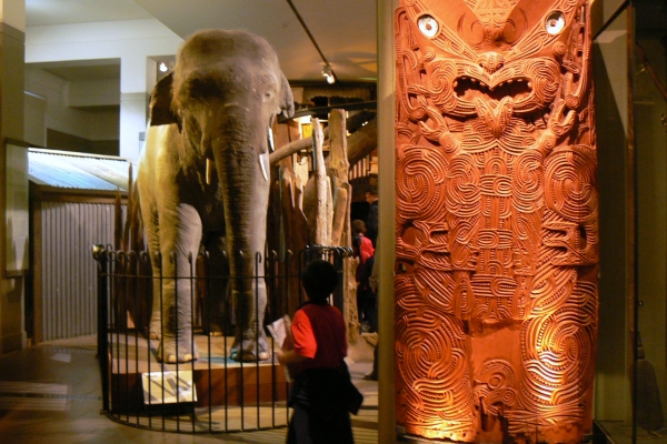 Zdjęcie z Nowej Zelandii - Auckland Museum