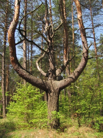 Zdjęcie z Polski - Lasy Monastyrskie.