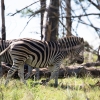 Zdjęcie z Republiki Półudniowej Afryki - LALIBELLA Safari