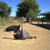 Zdjęcie z Republiki Półudniowej Afryki - Ostrich Show Farms Oudtshoorn