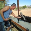 Zdjęcie z Republiki Półudniowej Afryki - Ostrich Show Farms Oudtshoorn