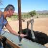 Zdjęcie z Republiki Półudniowej Afryki - Ostrich Show Farms Oudtshoorn