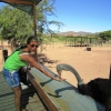 Zdjęcie z Republiki Półudniowej Afryki - Ostrich Show Farms Oudtshoorn