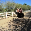 Zdjęcie z Republiki Półudniowej Afryki - Ostrich Show Farms Oudtshoorn