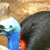 Zdjęcie z Tajlandii - barwny kazuar