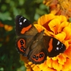 Zdjęcie z Nowej Zelandii - Fauna i flora 