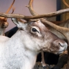 Zdjęcie z Norwegii - muzeum w Centrum Natury Hardangervidda