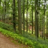 Zdjęcie z Polski - taki piękny las....