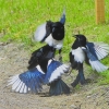 Zdjęcie z Australii - Walczace dzierzbowrony (australian magpie)