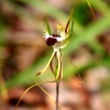 Zdjęcie z Australii - Zimowa flora