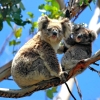 Zdjęcie z Australii - Misiowa rodzinka spotkana w Belair National Park :)