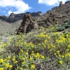 Zdjęcie z Hiszpanii - P.N. Teide