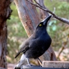 Zdjęcie z Australii - Currawong czyli strepera czestujacy sie z karmika