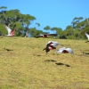 Zdjęcie z Australii - Kakadu rozowe w locie