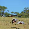 Zdjęcie z Australii - A kakadu rozowe lataja i lataja :)