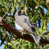 Zdjęcie z Australii - Miodożer maskowy czyli noisy miner