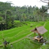 Zdjęcie z Indonezji - Tarasy ryzowe na zboczach Gunung Kawi