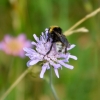 Zdjęcie z Polski - Fauna i flora 