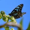 Zdjęcie z Vanuatu - Fauna i flora 