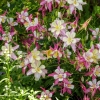 Zdjęcie z Czarnogóry - urocze kwiatki w ogródku gospodarza