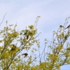 Zdjęcie z Australii - Sąsiadowa akacja - robinia