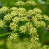 Zdjęcie z Australii - Ogrodowa fauna i flora - na kwiecie pietruszki :)