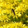 Zdjęcie z Australii - Ogrodowa fauna i flora