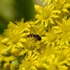 Zdjęcie z Australii - Ogrodowa fauna i flora