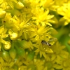 Zdjęcie z Australii - Ogrodowa fauna i flora