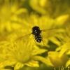 Zdjęcie z Australii - Ogrodowa fauna i flora