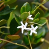 Zdjęcie z Australii - Kwitnie alyxia buxifolia roślina z rodziny toinowatych