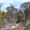 Zdjęcie z Australii - Busz wydmowy Aldinga Scrub