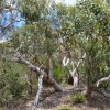 Zdjęcie z Australii - Busz wydmowy Aldinga Scrub