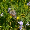 Zdjęcie z Australii - Tu tez motyl