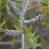 Zdjęcie z Australii - Flora - zdrewniale owoce kuflika