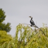 Zdjęcie z Australii - Na czubku wierzby płaczącej drugi kormoran